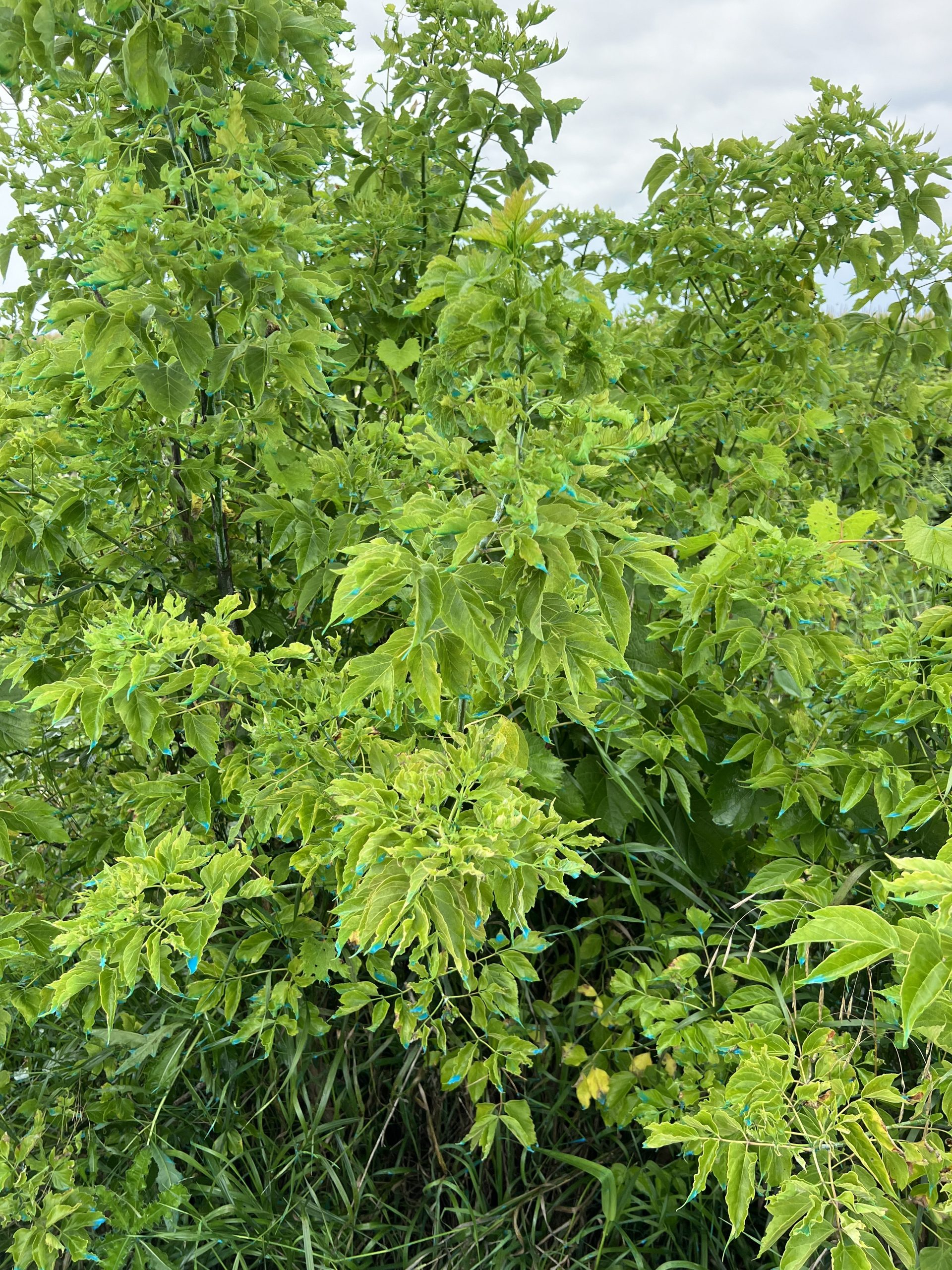 Tree Leaves Before